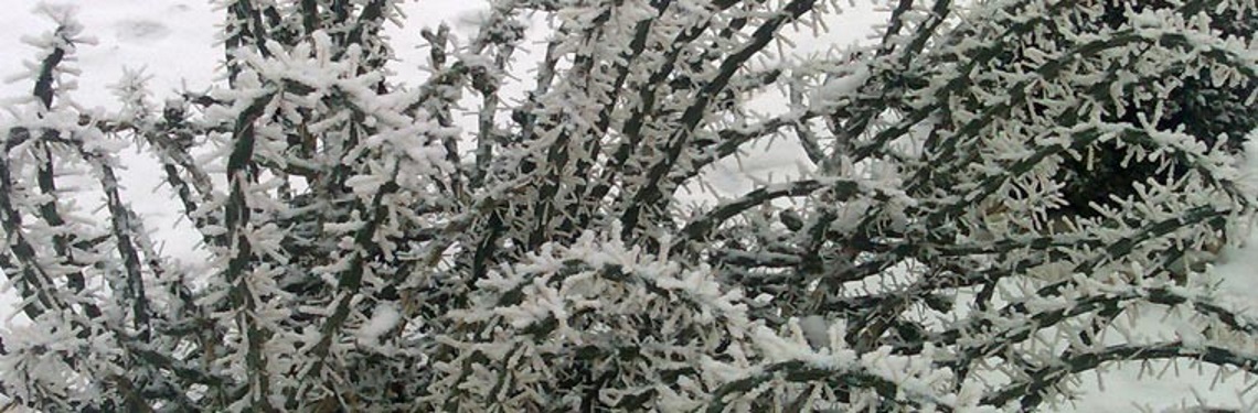 Télálló kaktusz télen