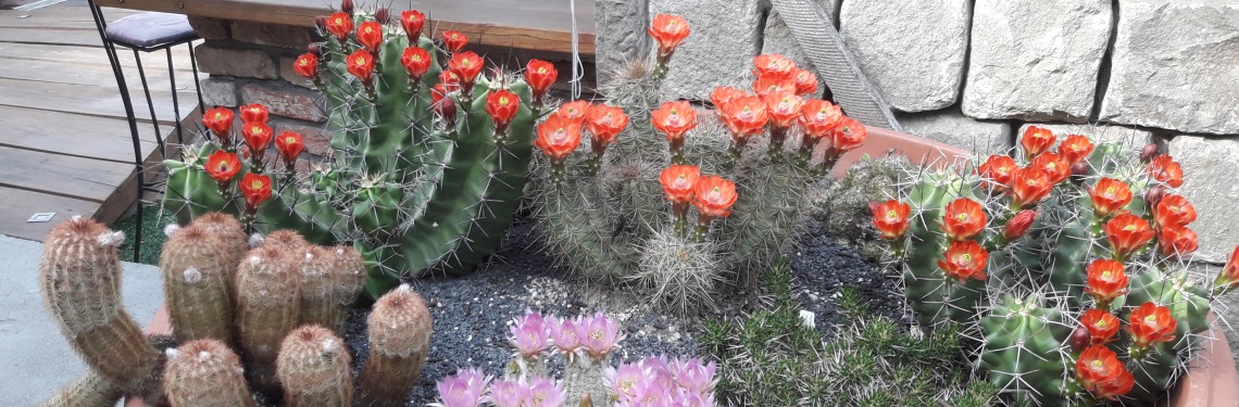 Télálló kaktuszok virágzáskor