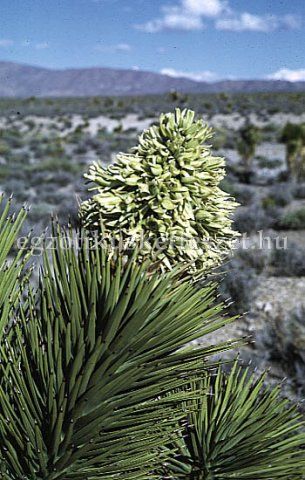 yucca brevifolia