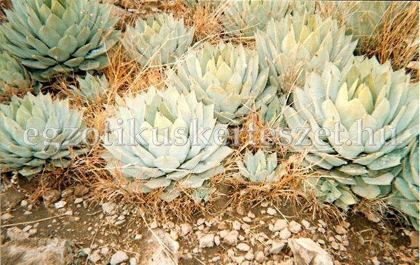 agave_parryi_