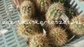 Echinocereus_coc_5586cecca5f8d.jpg